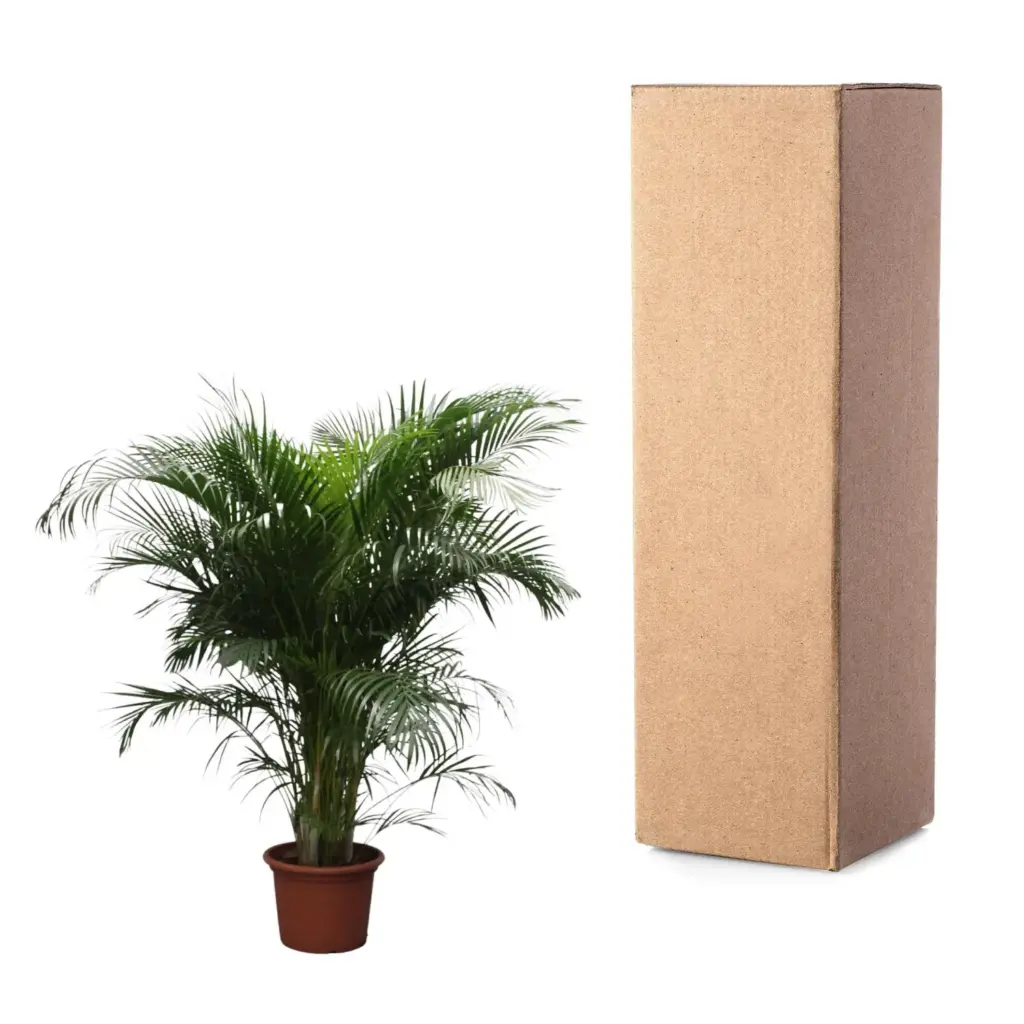 Dypsis Lutescens Areca palm kamerplant