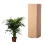 Dypsis Lutescens Areca palm kamerplant