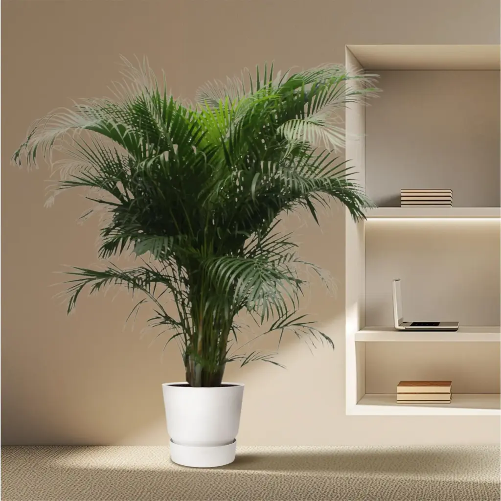Dypsis Lutescens Areca palm kamerplant