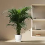 Dypsis Lutescens Areca palm kamerplant