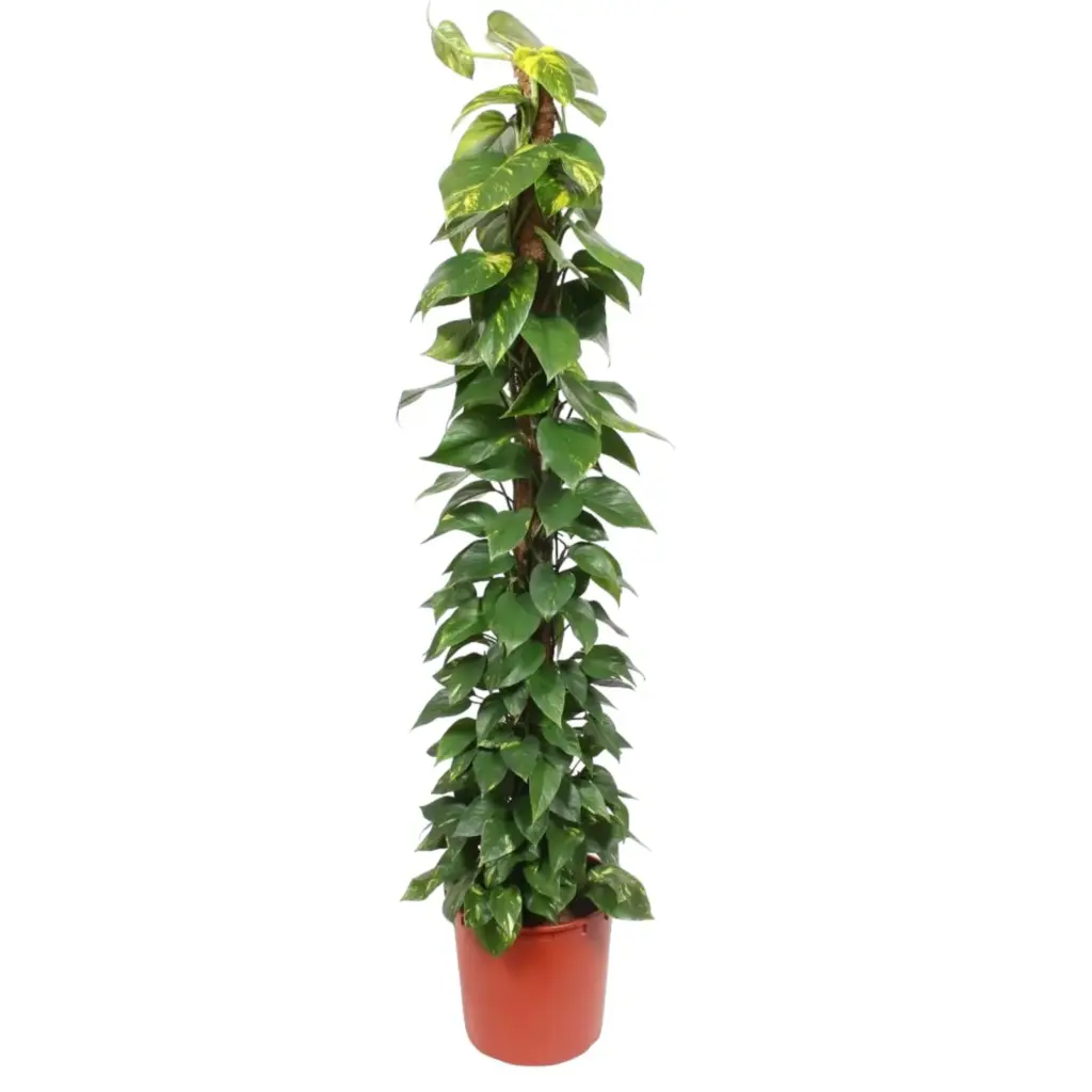 Epipremnum Aureum kamerplant op mosstok