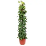 Epipremnum Aureum kamerplant op mosstok