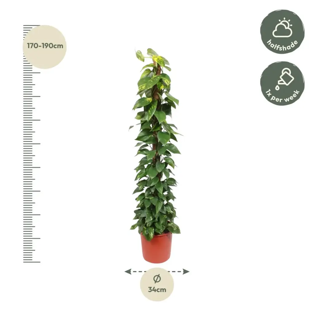 Epipremnum Aureum kamerplant op mosstok
