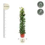 Epipremnum Aureum kamerplant op mosstok