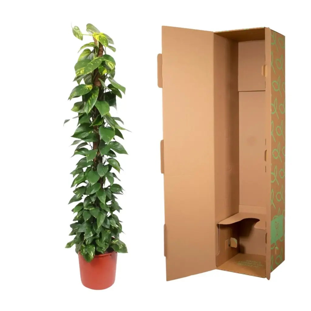 Epipremnum Aureum kamerplant op mosstok