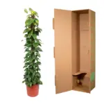 Epipremnum Aureum kamerplant op mosstok