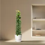 Epipremnum Aureum kamerplant op mosstok