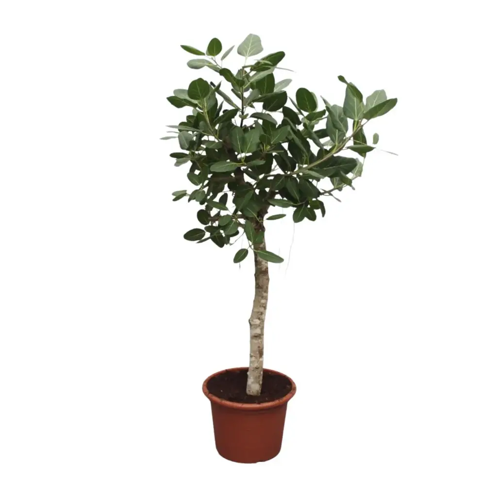 Ficus Benghalensis boom – indrukwekkende kamerplant