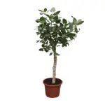 Ficus Benghalensis boom – indrukwekkende kamerplant