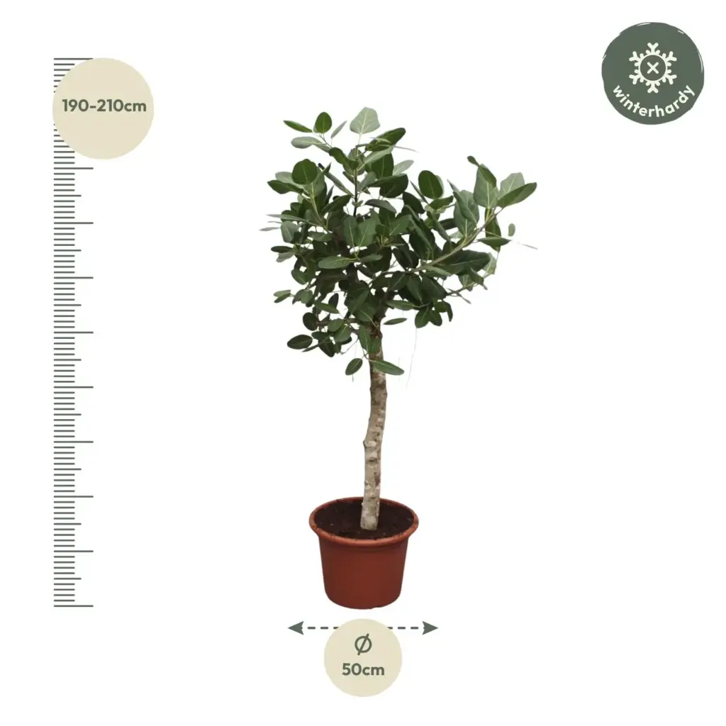 Ficus Benghalensis boom – indrukwekkende kamerplant