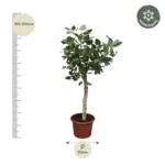 Ficus Benghalensis boom – indrukwekkende kamerplant