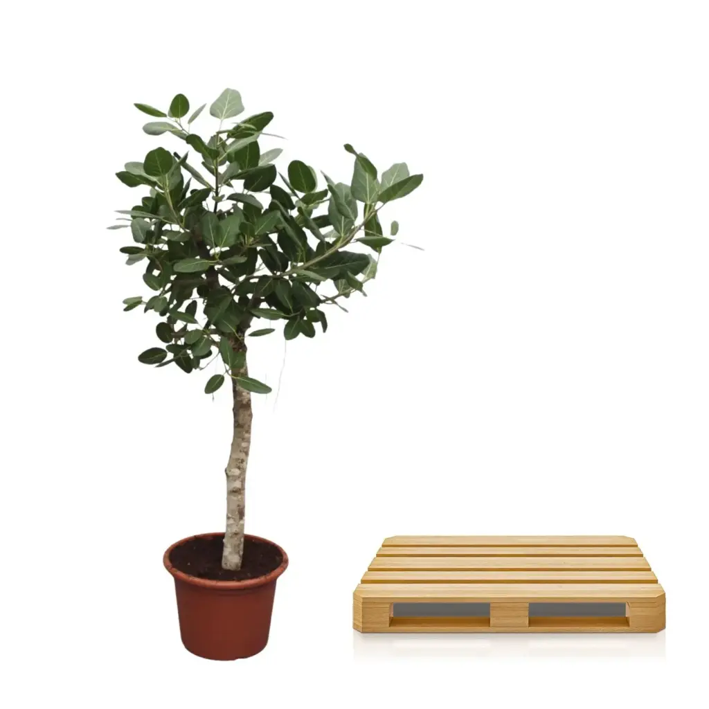 Ficus Benghalensis boom – indrukwekkende kamerplant