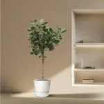 Ficus Benghalensis boom – indrukwekkende kamerplant