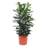 Ficus Cyathistipula struik – weelderige kamerplant