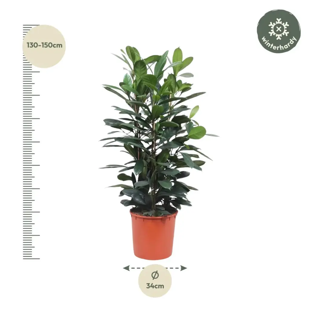 Ficus Cyathistipula struik – weelderige kamerplant