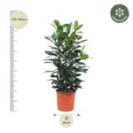 Ficus Cyathistipula struik – weelderige kamerplant
