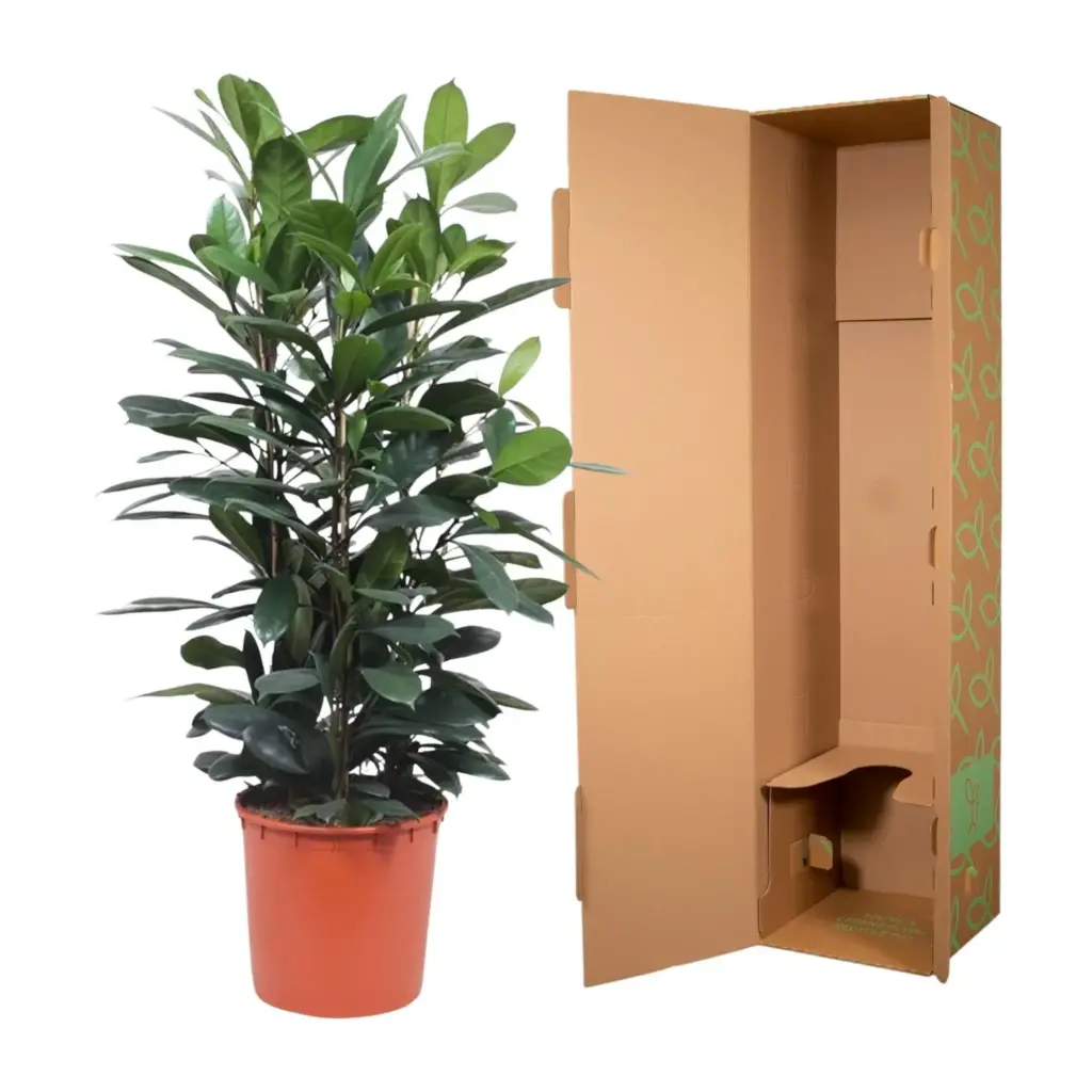 Ficus Cyathistipula struik – weelderige kamerplant