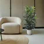 Ficus Cyathistipula struik – weelderige kamerplant