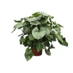 Homalomena Rubescens Maggy – weelderige kamerplant