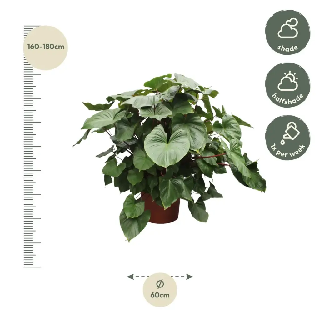Homalomena Rubescens Maggy – weelderige kamerplant