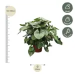 Homalomena Rubescens Maggy – weelderige kamerplant