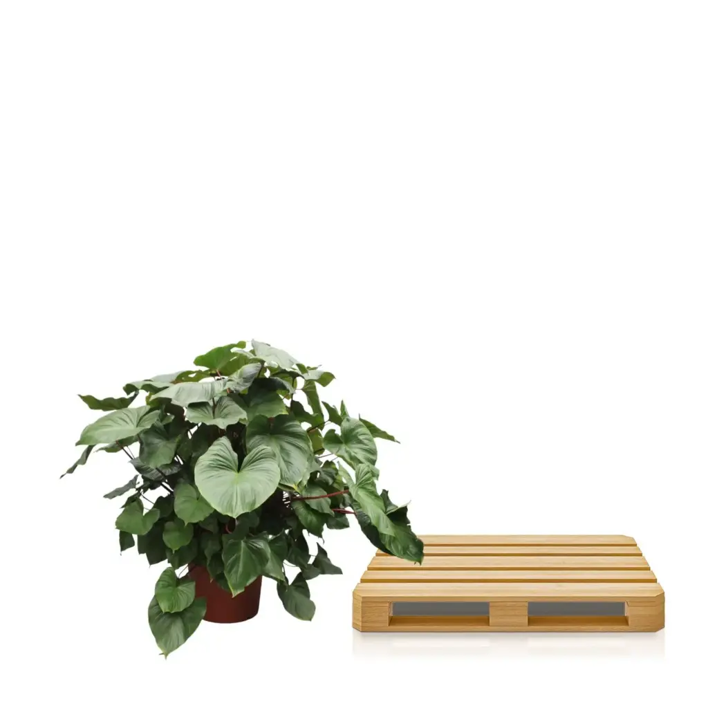 Homalomena Rubescens Maggy – weelderige kamerplant