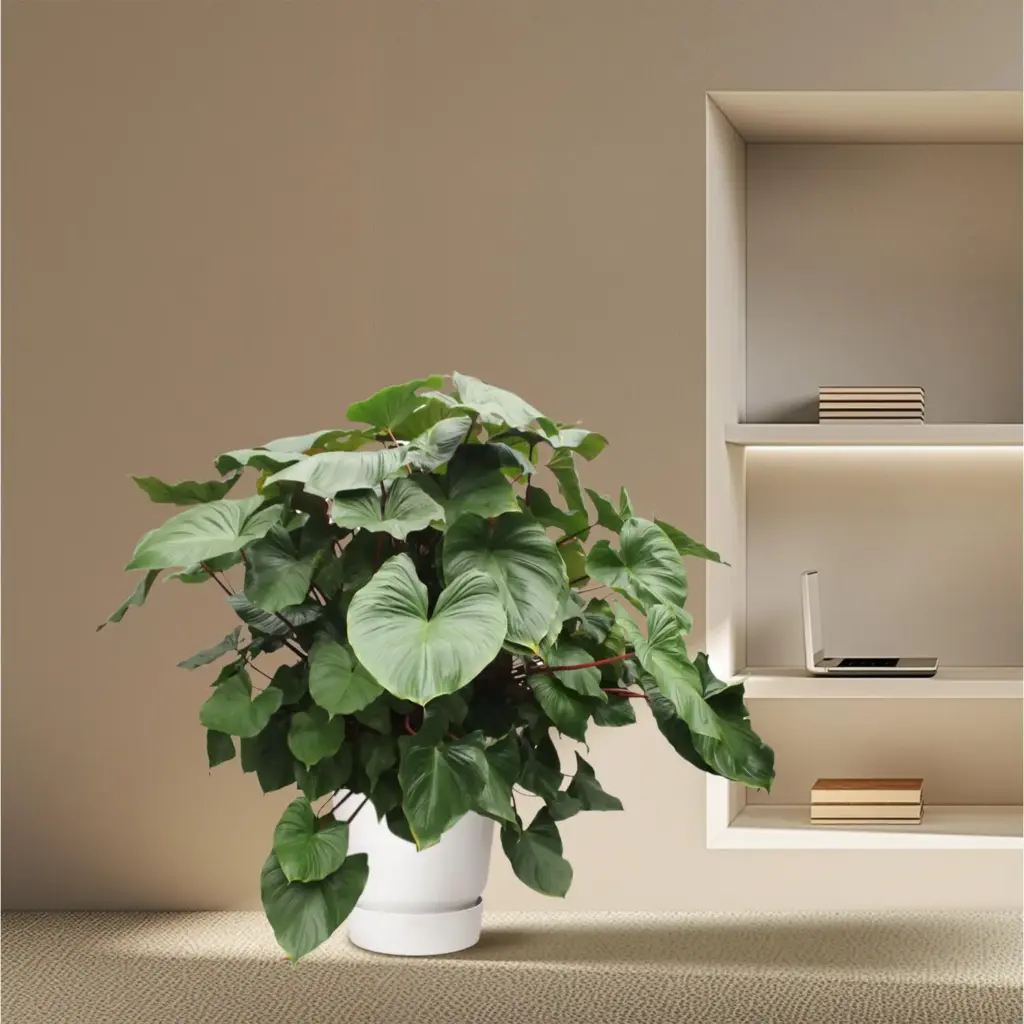 Homalomena Rubescens Maggy – weelderige kamerplant