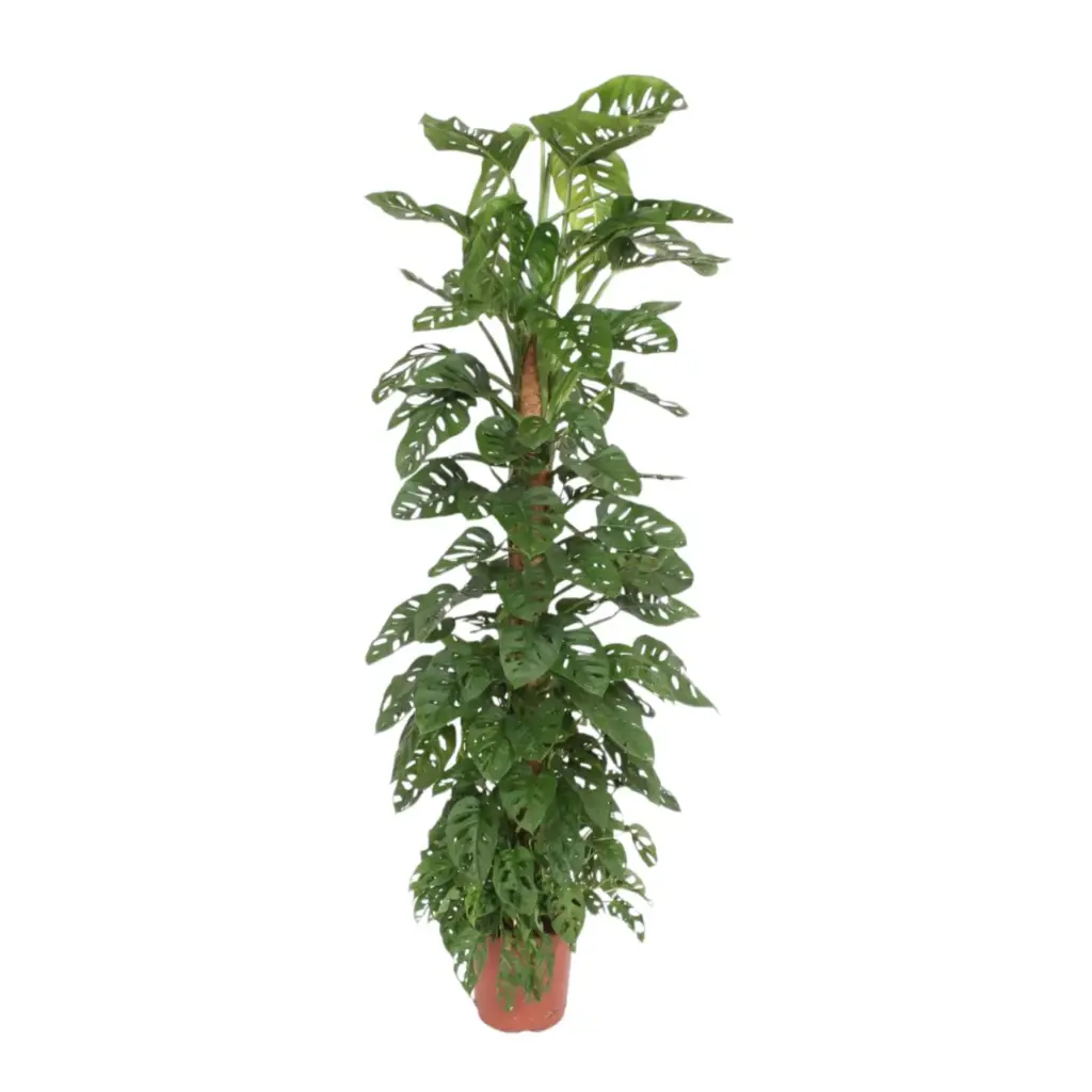 Monstera Monkey Leaf kamerplant met mosstok