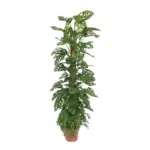 Monstera Monkey Leaf kamerplant met mosstok