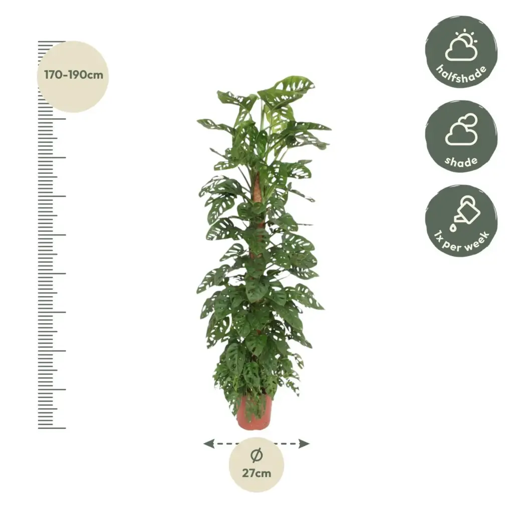 Monstera Monkey Leaf kamerplant met mosstok