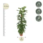 Monstera Monkey Leaf kamerplant met mosstok