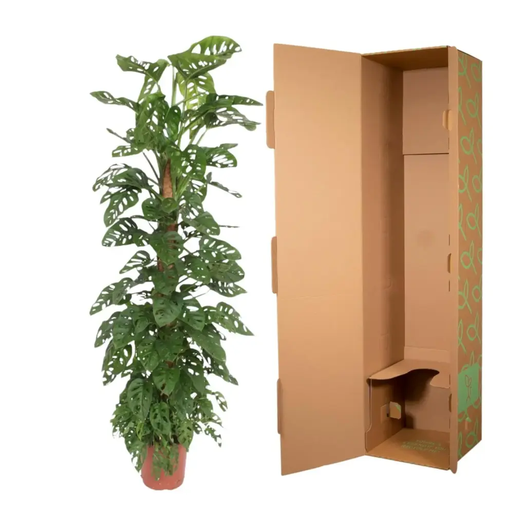 Monstera Monkey Leaf kamerplant met mosstok