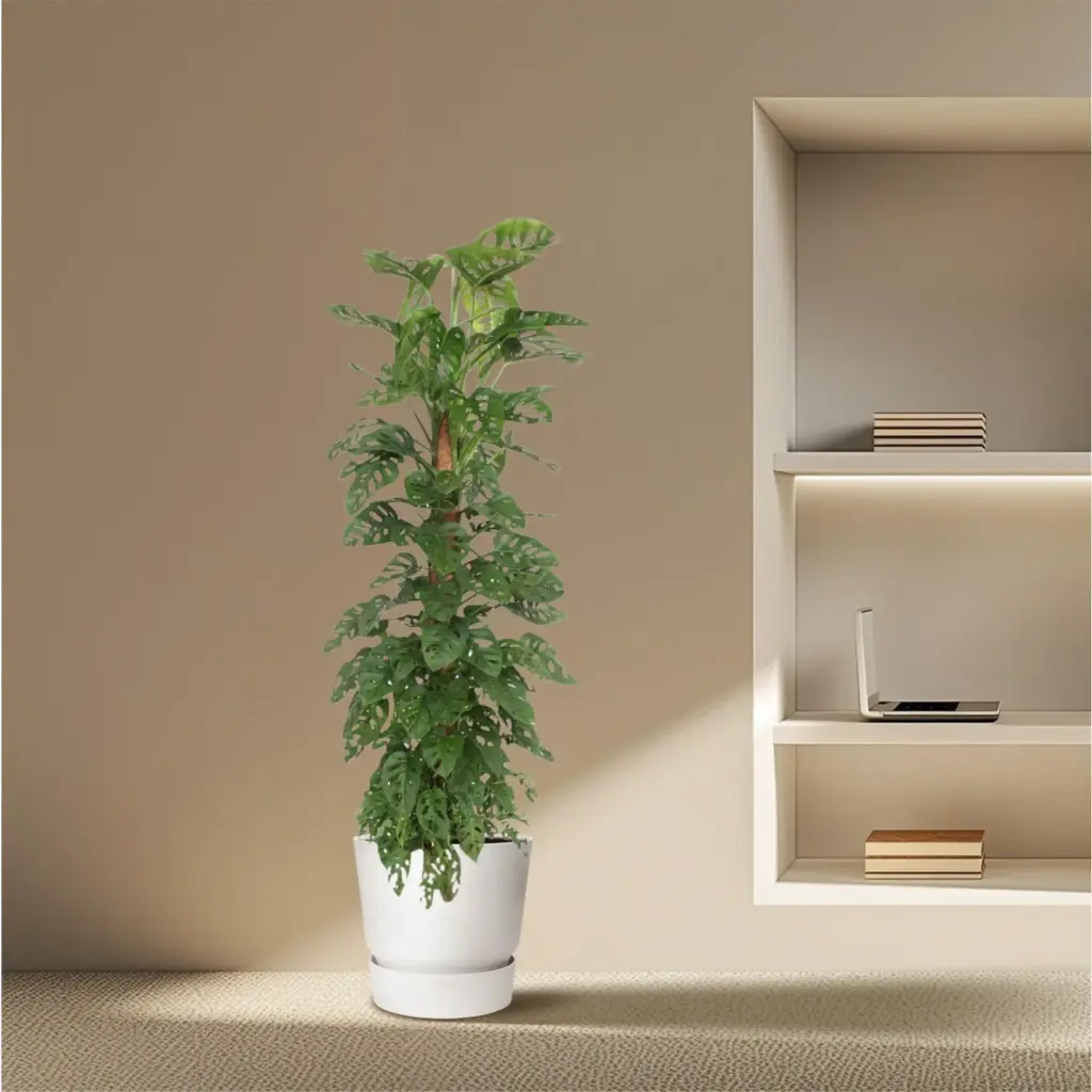 Monstera Monkey Leaf kamerplant met mosstok
