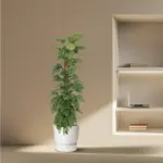Monstera Monkey Leaf kamerplant met mosstok