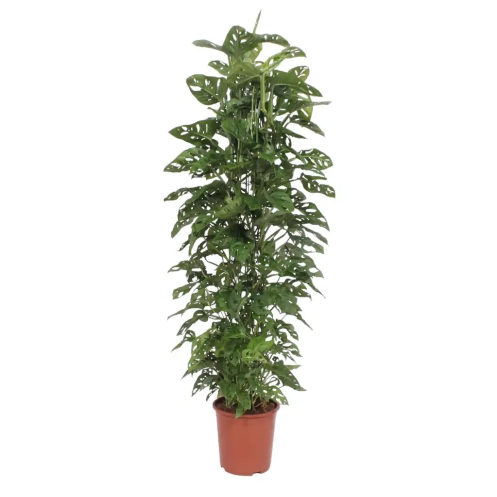 Monstera Monkey Leaf kamerplant met gaasrek