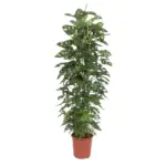 Monstera Monkey Leaf kamerplant met gaasrek