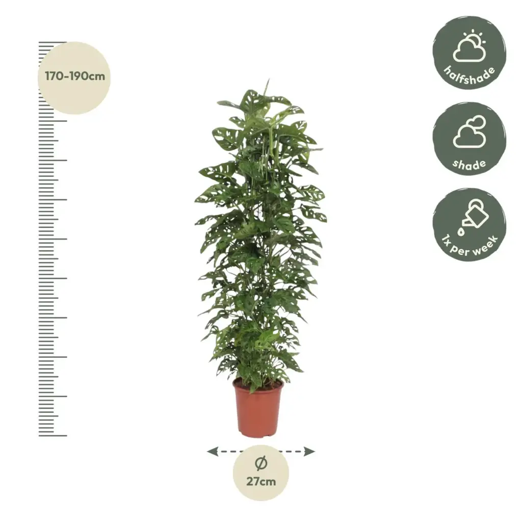 Monstera Monkey Leaf kamerplant met gaasrek