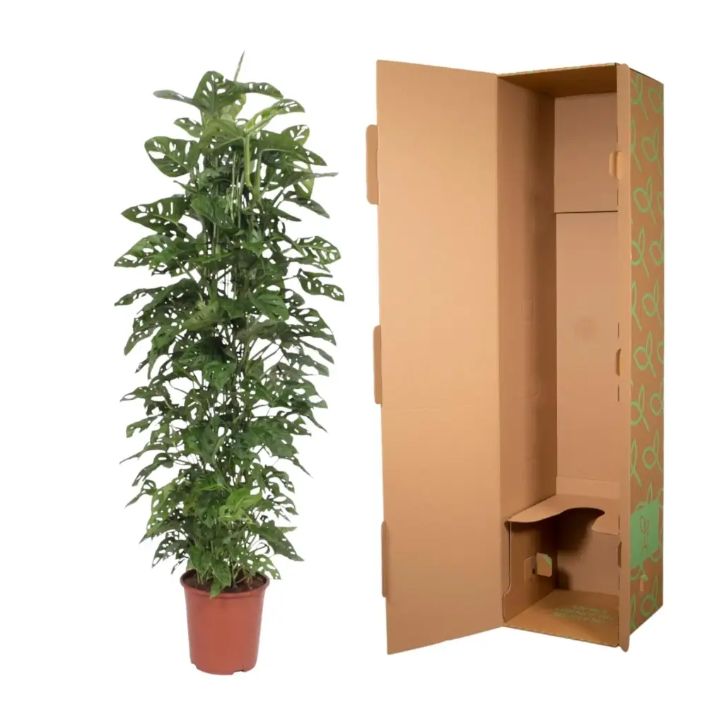 Monstera Monkey Leaf kamerplant met gaasrek