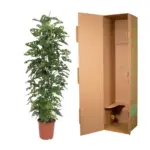 Monstera Monkey Leaf kamerplant met gaasrek