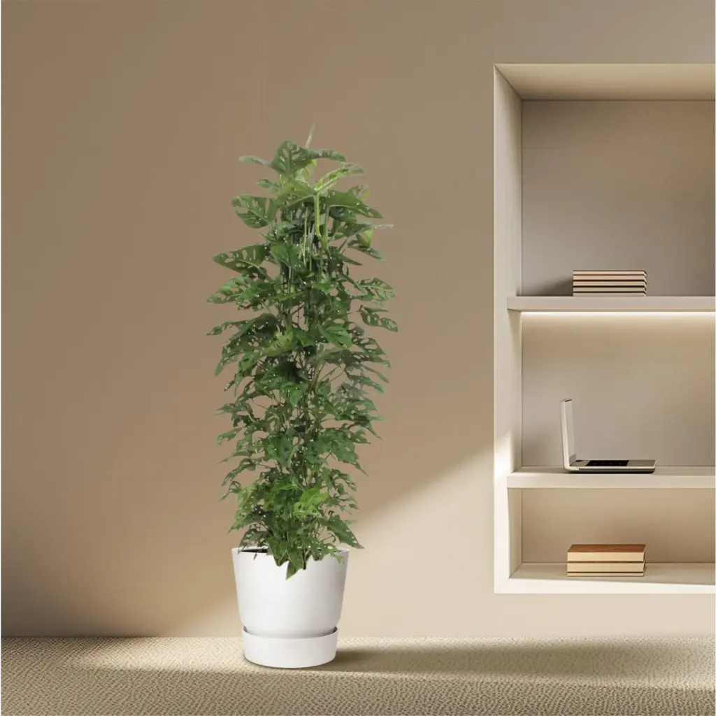 Monstera Monkey Leaf kamerplant met gaasrek
