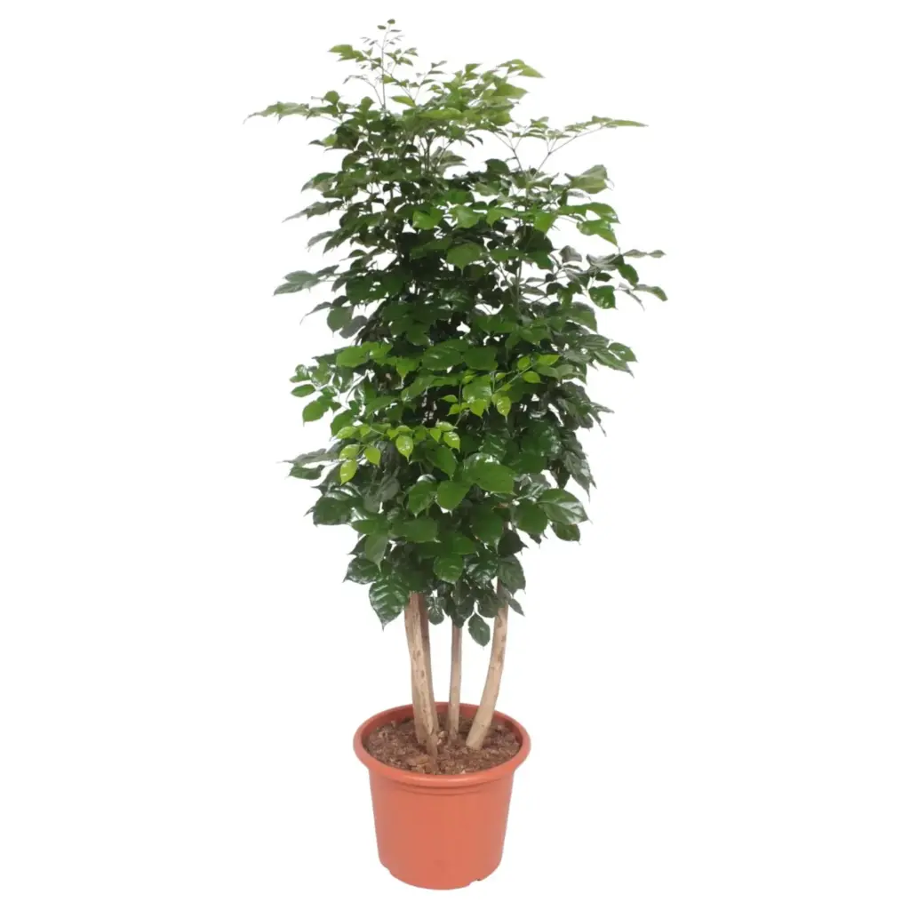 Radermachera Hainanensis kamerplant – tropische boom