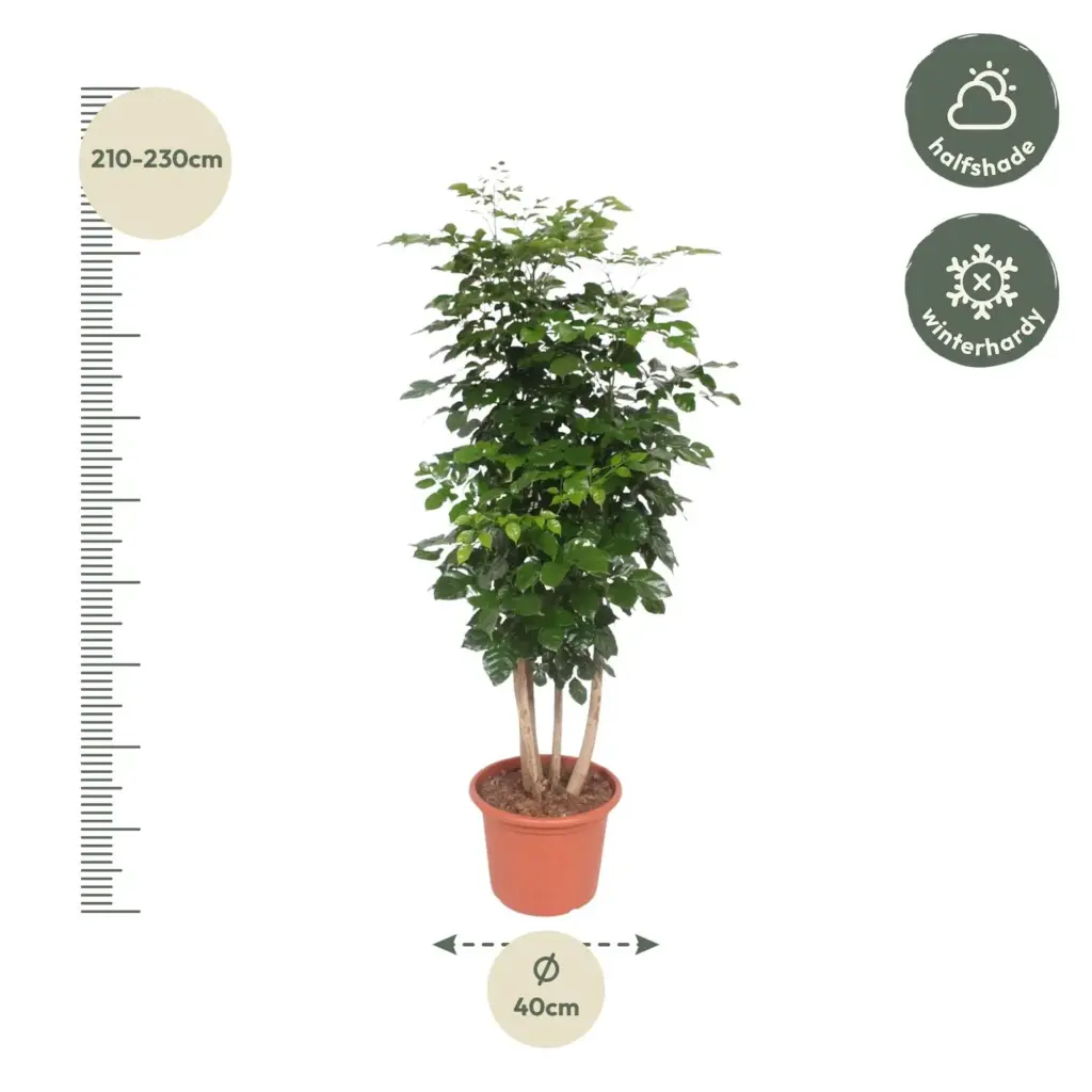 Radermachera Hainanensis kamerplant – tropische boom