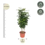 Radermachera Hainanensis kamerplant – tropische boom