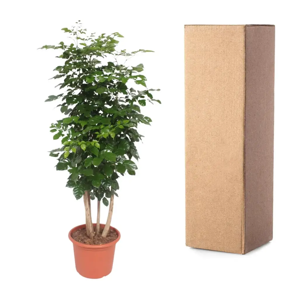 Radermachera Hainanensis kamerplant – tropische boom