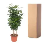 Radermachera Hainanensis kamerplant – tropische boom