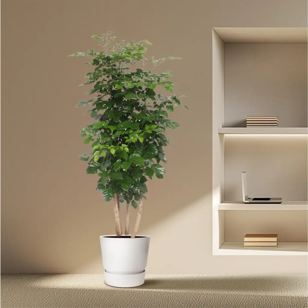 Radermachera Hainanensis kamerplant – tropische boom