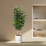 Radermachera Hainanensis kamerplant – tropische boom