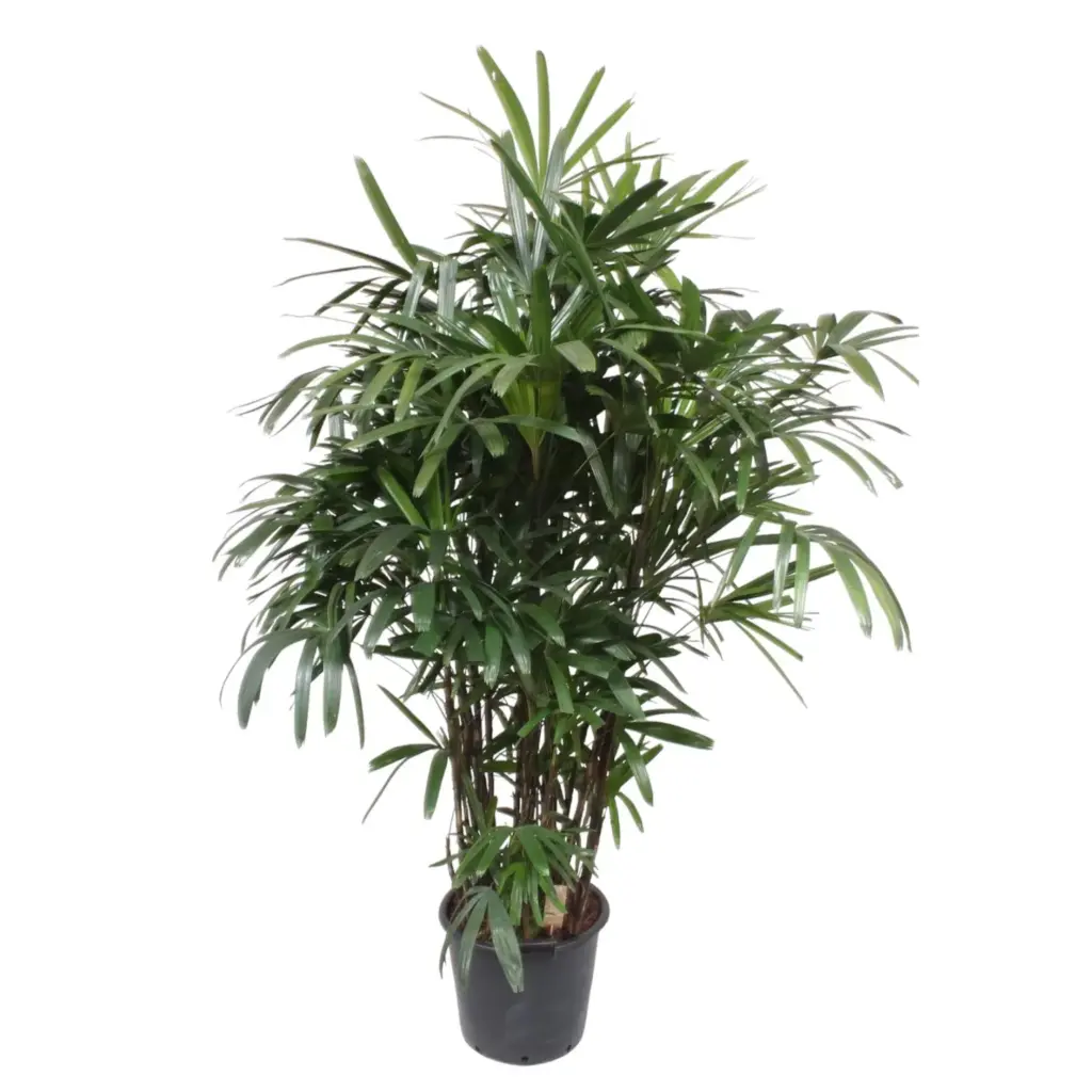 Rhapis Excelsa kamerplant – breedbladige palmvaren
