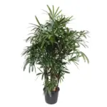 Rhapis Excelsa kamerplant – breedbladige palmvaren