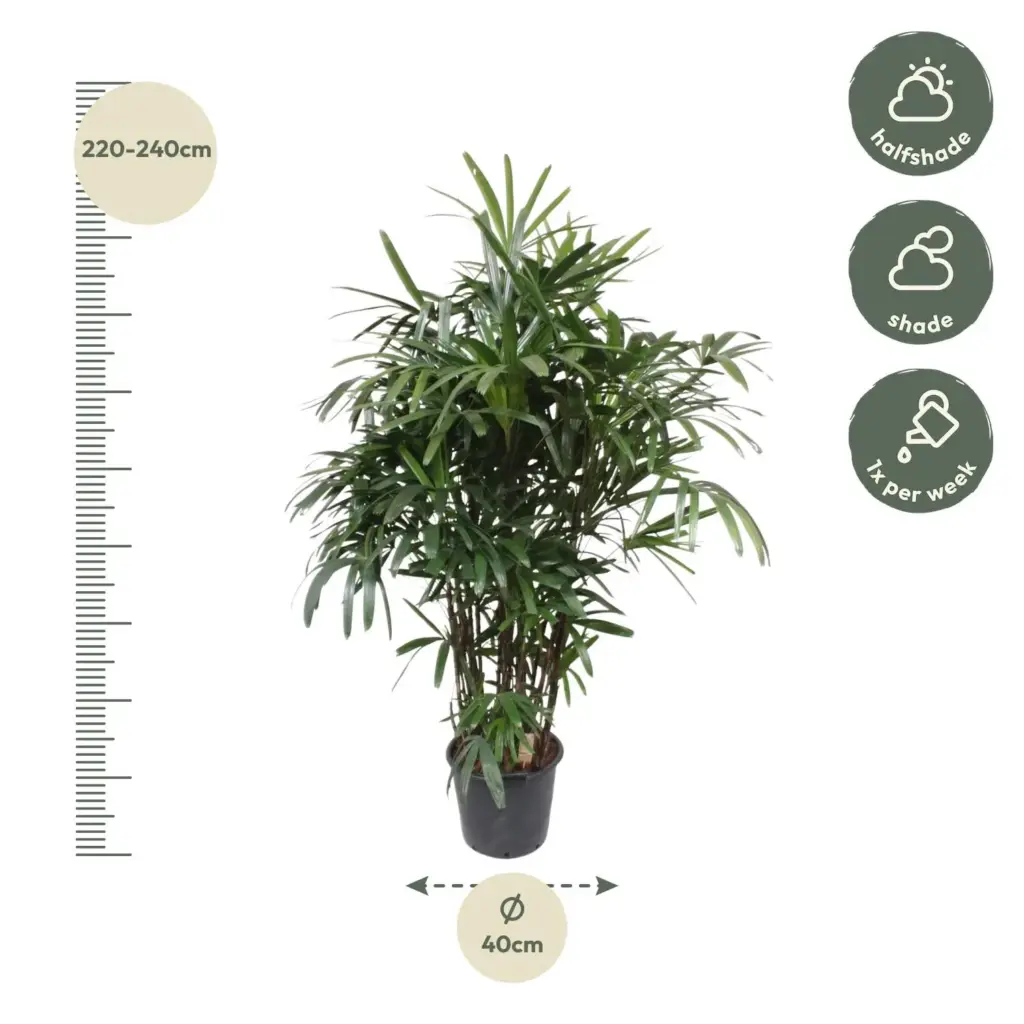 Rhapis Excelsa kamerplant – breedbladige palmvaren